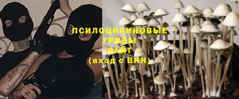 Галлюциногенные грибы Psilocybine cubensis  как найти   Нариманов 